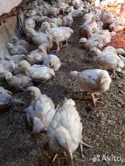 Цыплята суточные