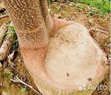 Гибрид Адамово дерево(Павловния) -33градусов