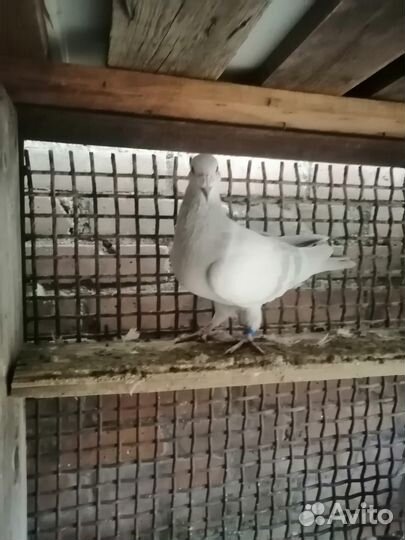 Продажа голубей