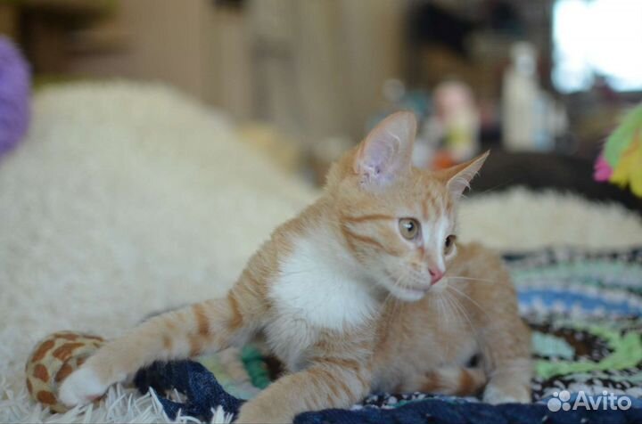 Рыжий котенок в добрые руки
