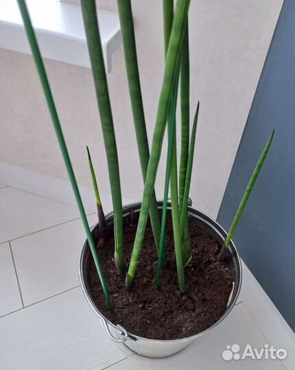 Сансевиерия цилиндрика