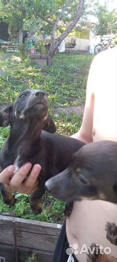 Щенки от маленькой собоки бесплатно