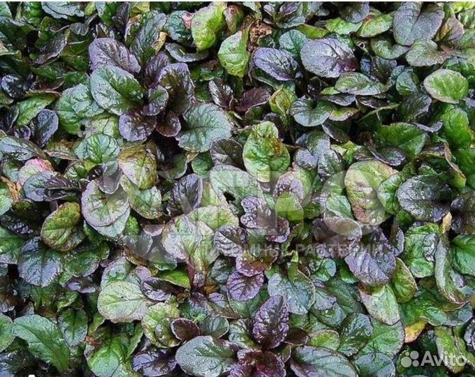 Живучка ползучая