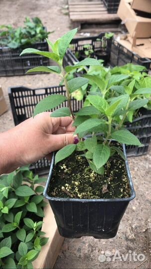 Гортензия Самарская Лидия