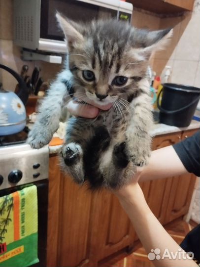 Кошка