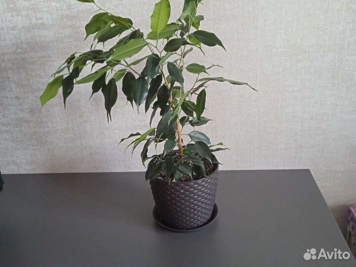 Фикус бенджамина