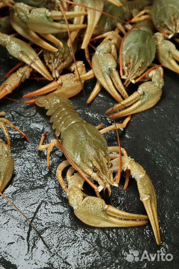 Речные раки. Размер разный
