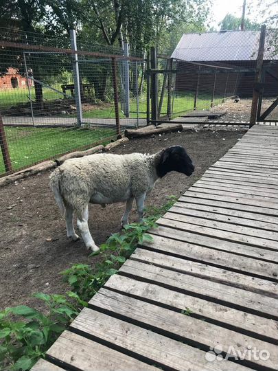 Баран Дорпер