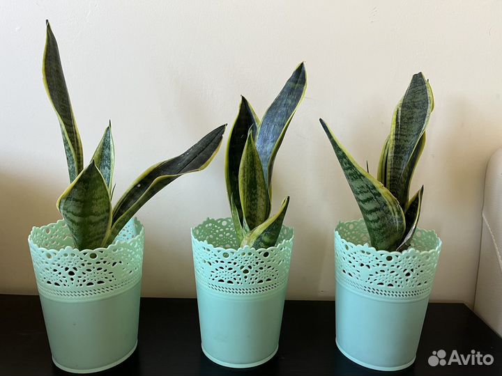 Сансевиерия сортовая