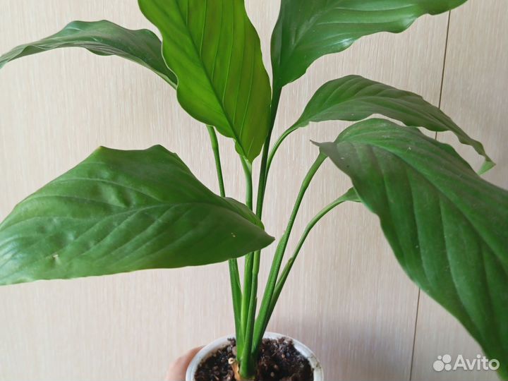Спатифиллум(женское счастье )