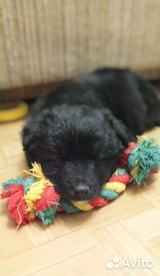 Щеночек-мальчик