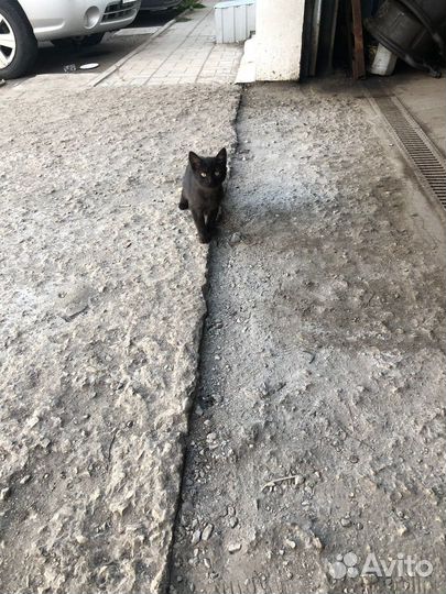 Котенок мальчик бесплатно