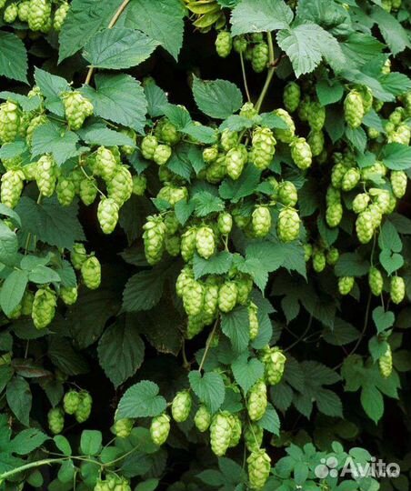 Хмель шишки