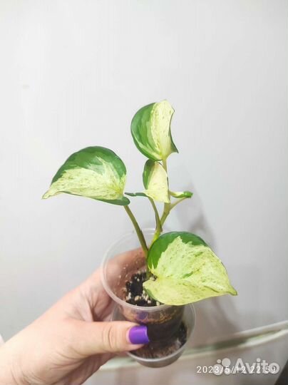 Эпипремнумы, Сциндапсусы