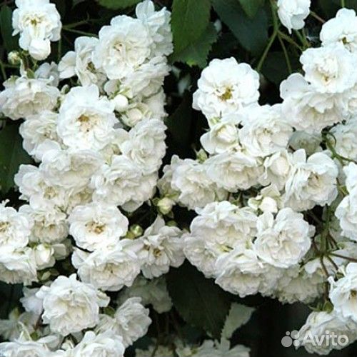 Роза Alba Meillandecor