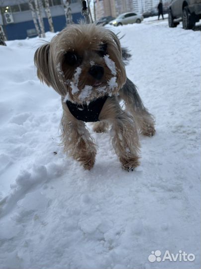Йоркширский терьер вязка мальчик