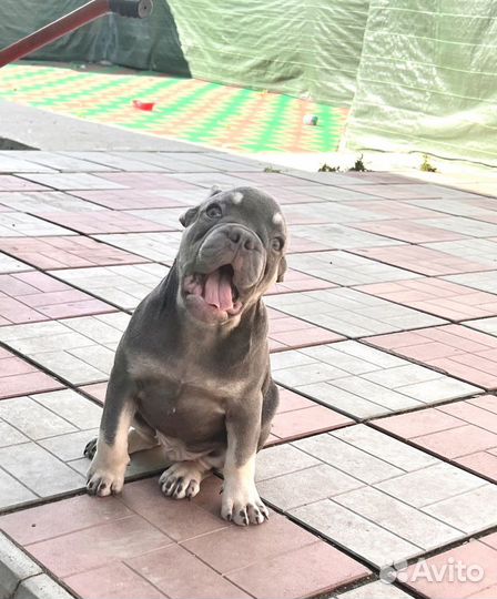 Френчи лиловый и шоколадный щенки