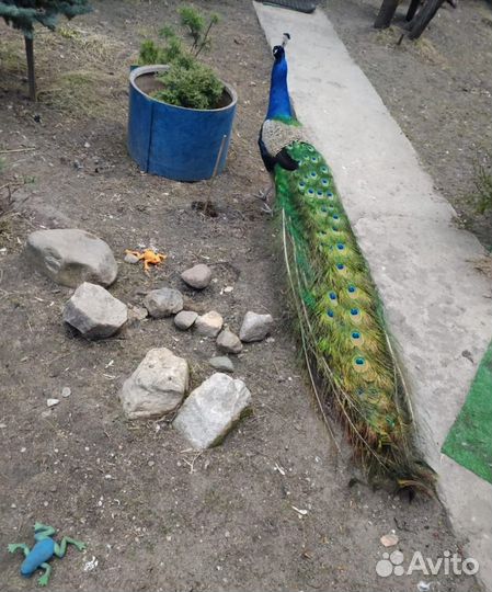 Продаю перо павлина