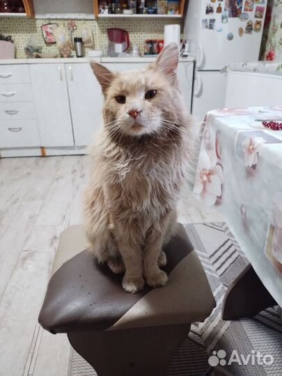 Кот мейн-кун