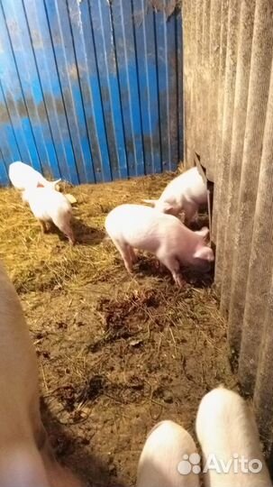 Продаются поросята