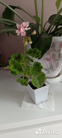 Пеларгония герань сортовая