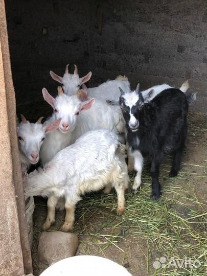 Коза дойная