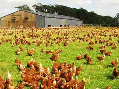 Куры, Узловая