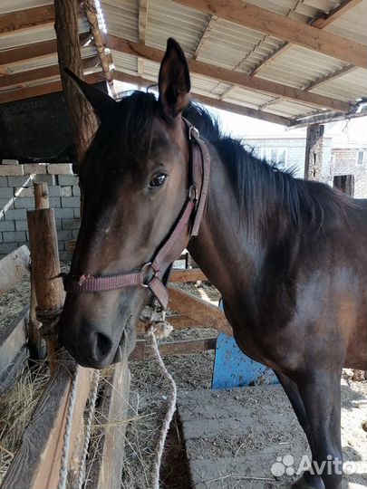 Продажа лошадей