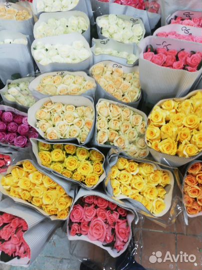 Розы 31/51/101/201 Саранск предзаказ