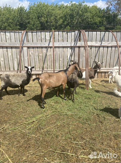 Козел нубийской породы на аязку