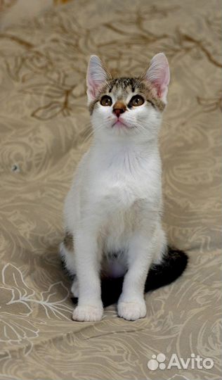 Котенок Веня в добрые руки