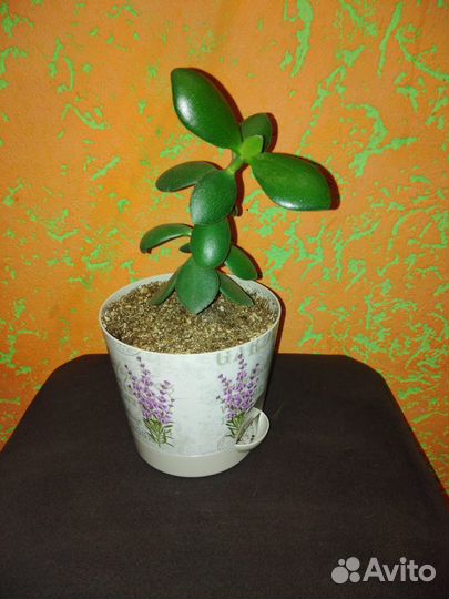 Цветок Денежное дерево