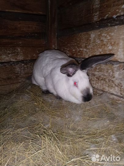 Калифорнийские кролики