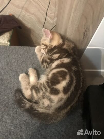 Шотландские котята