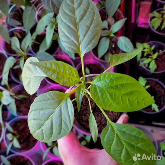 Острый соус