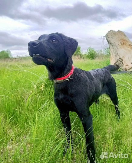 Нора ищет дом и заботливого хозяина 9 мес