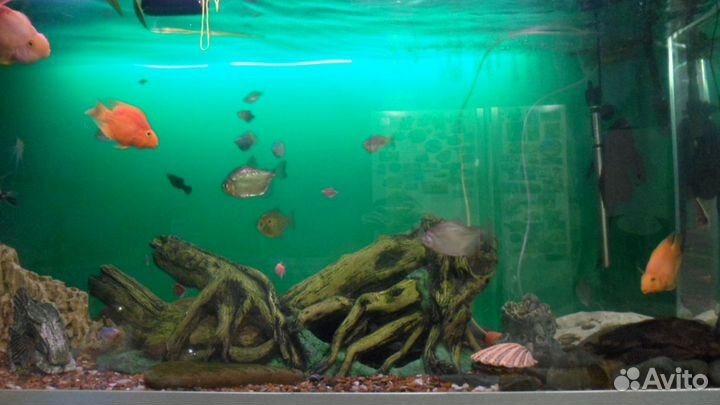 Террариум 500 литров для земноводных