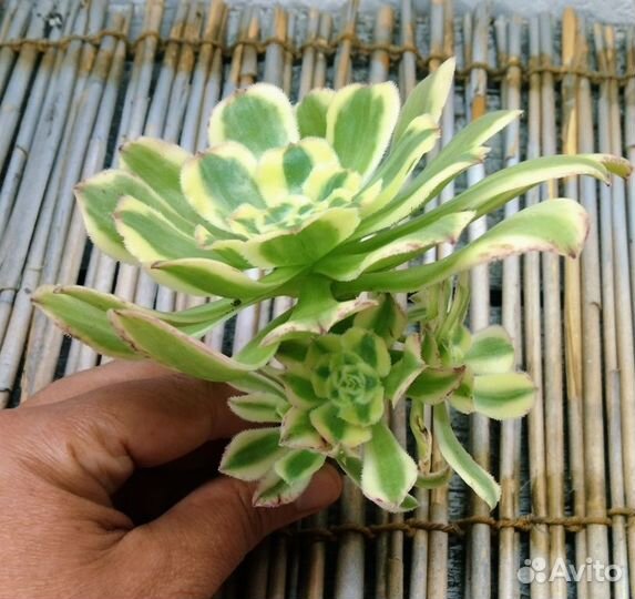 Эониумы золотистые оттенки NEW 09.09