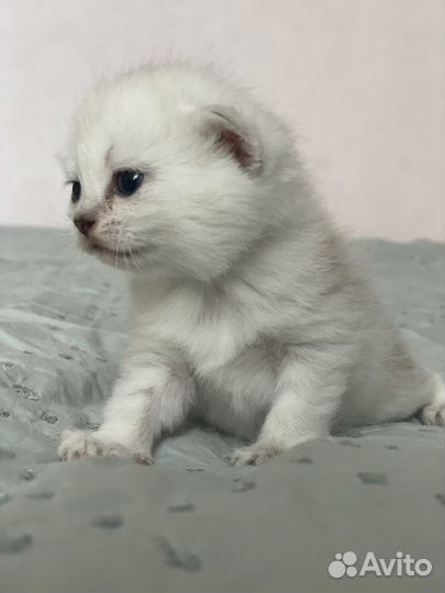 Британские серебристые котята