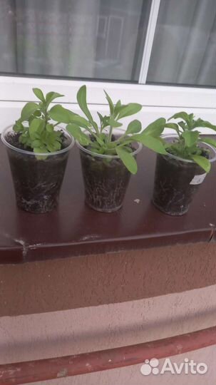 Петуния ампельная рассада