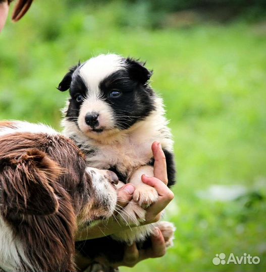 Щенки пастушьей собаки, австралийской овчарки