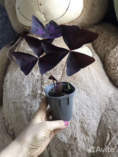 Цветок счастья кислица оксалис