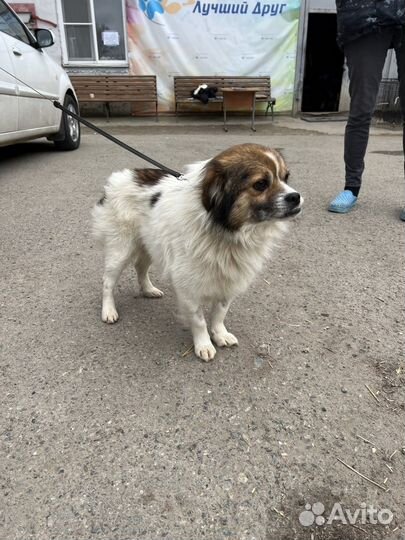 Очаровательный маленький пушистик в хорошие руки