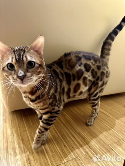 Бенгальский кот на вязку