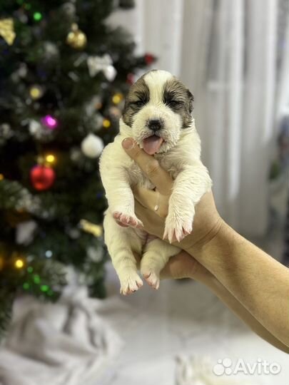 Алабай щенок мальчики,девочки