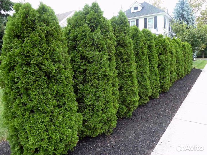 Туи смарагд