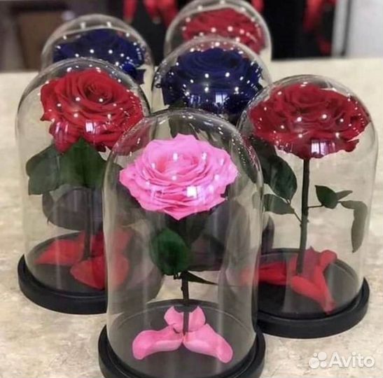 Роза в колбе. Новая