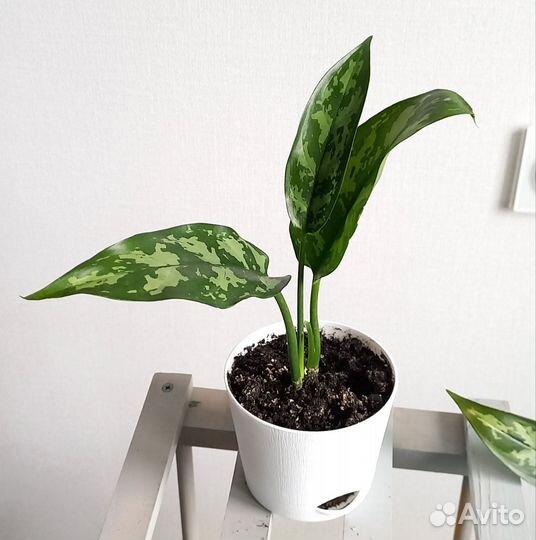 Аглаонема Мария