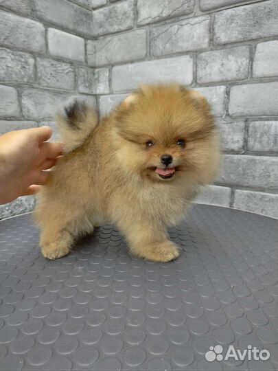 Шпиц мальчики