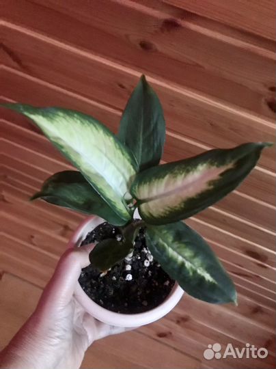 Диффенбахия Камилла, черный равен, квадриколор